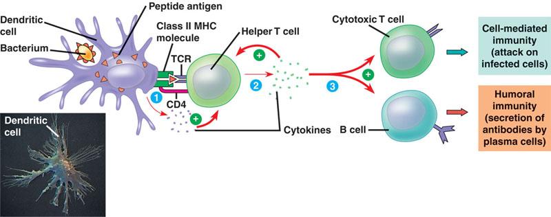 Response to Nearly All Antigens Helper T cells attach to macrophage that has attacked an antigen often uses CD4