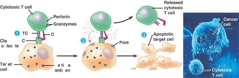 Cell-mediated Response Cytotoxic T cells attach to infected cells / Cancer Cells Usually uses a CD8 receptor