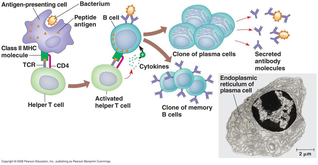 B Cells: A Response to Extracellular Pathogens Response to extracellular pathogens Plasma B cells produce
