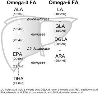 Omega-3 and Omega-6 LCPUFA synthesis from precursor essential fatty acids