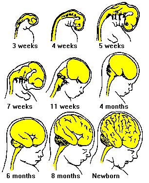 The brain grows 260% during the 3rd trimester and another 175%