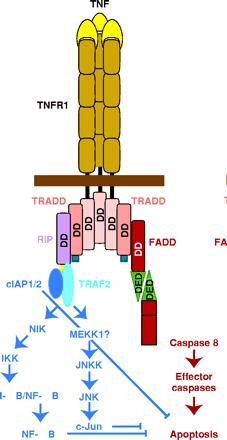 The TNF-TNFR signaling TNFR is a transmembrane protein as well as a soluble protein cleaved by proteolytic cleavage The function of the soluble form of TNFR is unknown Trimeric TNF binding to TNFR