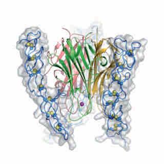 DR4, DR5,-Apo2L/TRAIL The crystal structure of TRAIL and three