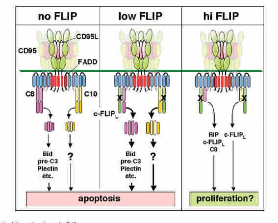 C-FLIP (cellular FLICE inhibitor protein), cont.