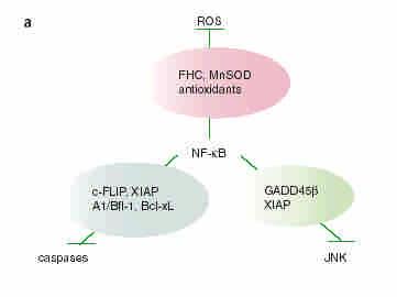 NF- B induces multiple downstream targets to
