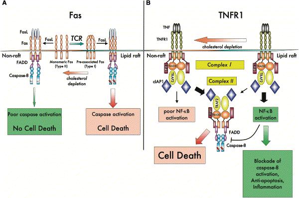 Lipid rafts modify early events in TNFR