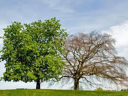 12. When a tree is alive it has energy stored in its living parts (roots, trunk, branches and green leaves).