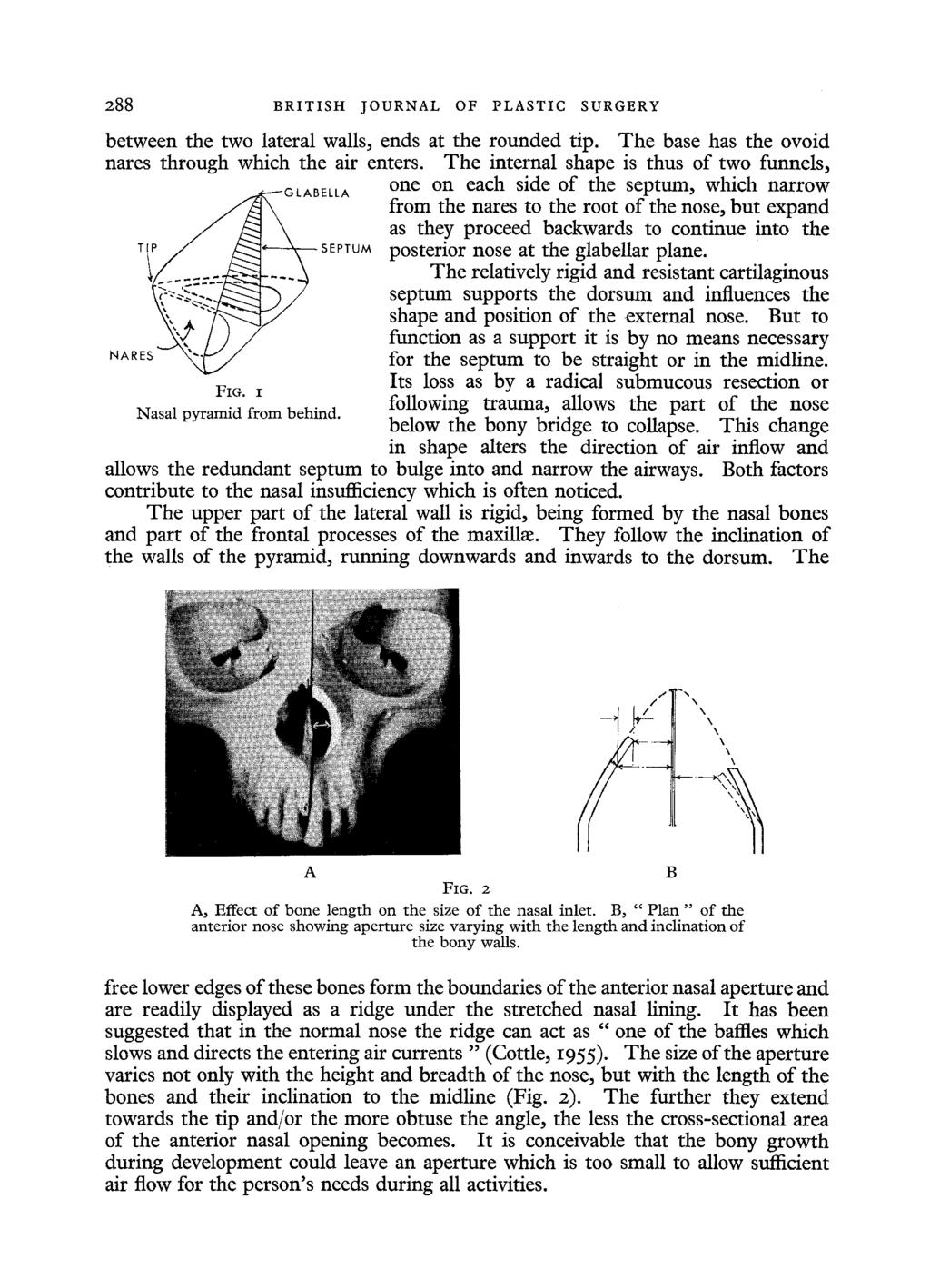 288 BRITISH JOURNAL OF PLASTIC SURGERY between the two lateral walls, ends at the rounded tip. The base has the ovoid nares through which the air enters.