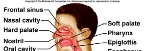 Other Functions of the Respiratory System Speech and vocalization Provides