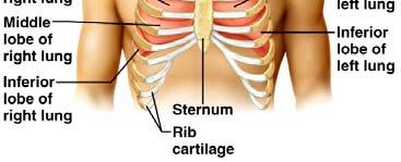 portion carries air; nose to the terminal bronchioles Respiratory portion