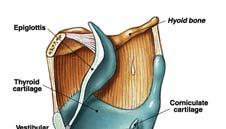 Larynx Inelastic Vestibular folds Covered by folds of