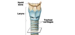 Trachea & Primary Bronchi Posterior