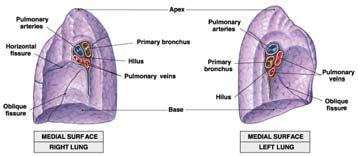 bronchi = number of lung lobes