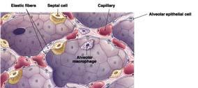 keep the walls of the alveoli from collapsing 28 Review Respiration The entire