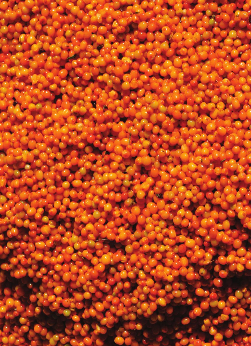 SEA BUCKTHORN CONTAINS ALL 4 ESSENTIAL FATTY ACIDS NAMELY OMEGA 3, 6, 7 & 9 The two primary essential fatty acids are linoleic acid and alpha-linolenic acid.