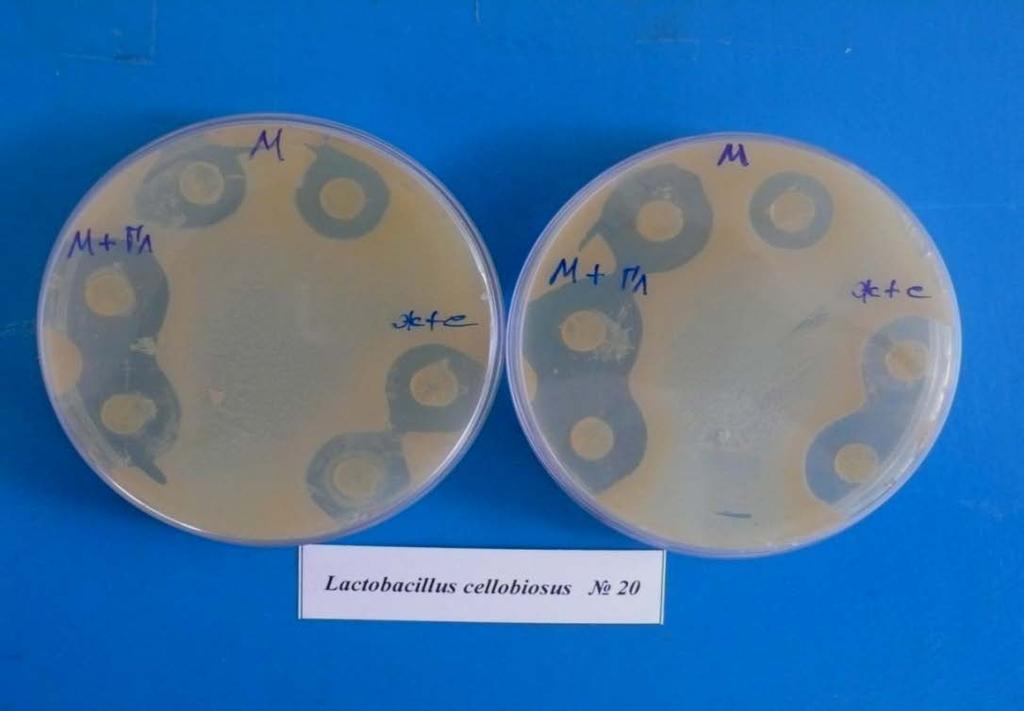 Protectors: м- skim milk, м+гл- skim milk +7% glucose, ж+ с- 1% gelatin+10% sucrose Figure 3 - Antimicrobial activity of Lactobacillus cellobiosus 20 to test the