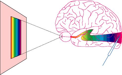. Neural Mechanisms of Color Processing A. Parallel processing - M- & P- pathways B. Second stage mechanisms 1.