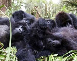 Why do primates live in groups? Benefits of group life Costs of group life Why do primates live in so many kinds of groups?