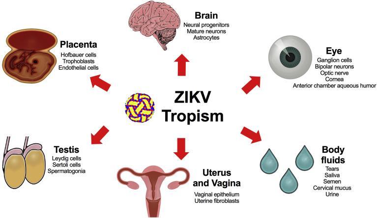Zika is more complex than other flaviviruses as it has multiple tissue tropisms Figure 1. ZIKV Tissue and Cell Tropism.
