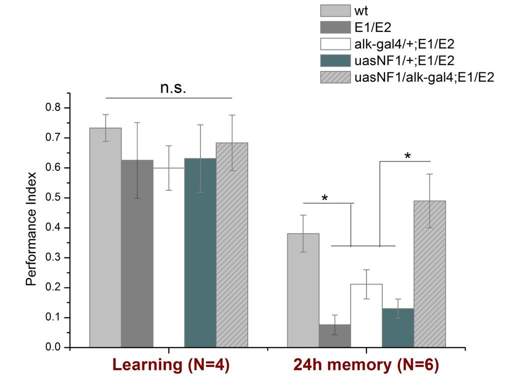 Thus, appetitive LTM provides a better behavioral paradigm for addressing the role of NF1 in retrieval of LTM. Fig. 2: Alk(38) Gal4 expression of UAS Nf1 in Nf1E1/E2pointmutantsrescues24hmemory.