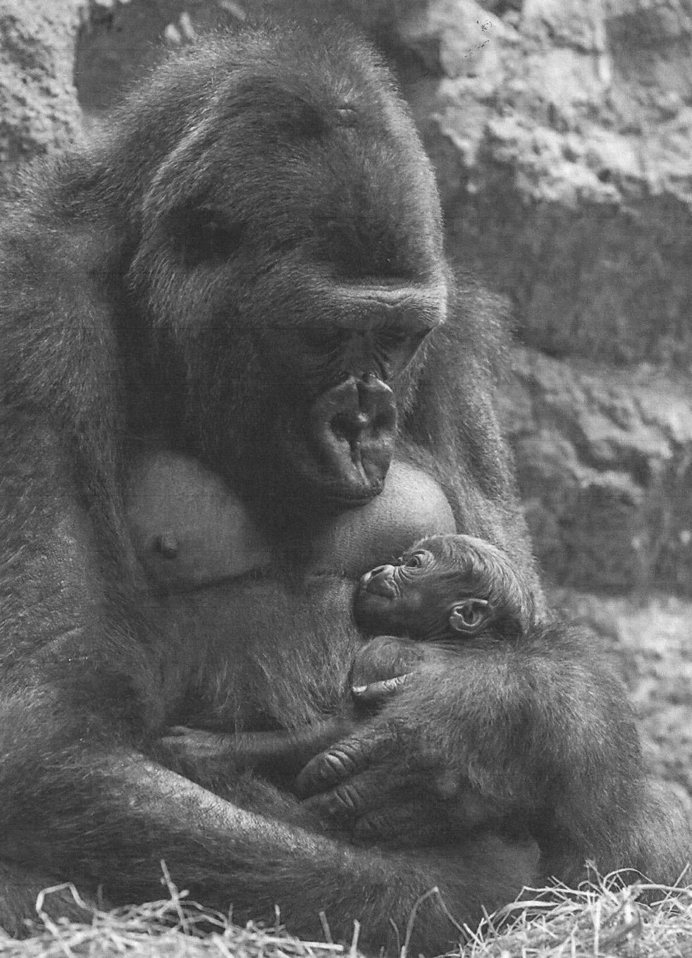 4 2 Fig. 2.1 shows a gorilla with her baby. Fig. 2.1 (a) Gorillas are mammals and have characteristics that are only found in mammals, and not in any other vertebrate group.