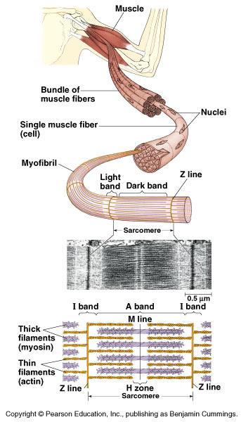 Structure of striated skeletal muscle Muscle Fiber