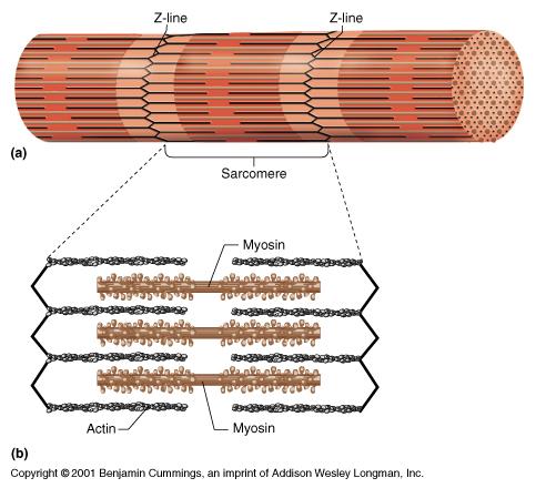 Muscle filaments & Sarcomere Interacting proteins thin filaments