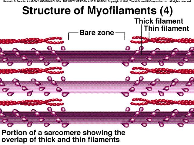 Thick & thin filaments Myosin tails aligned
