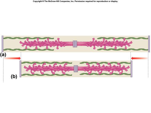 Interaction of thick & thin filaments Cross bridges connections formed between myosin heads