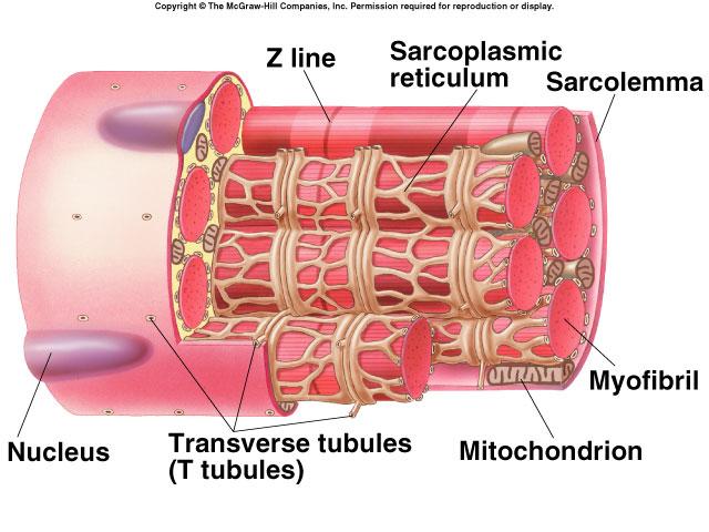 Closer look at muscle cell Sarcoplasmic reticulum Transverse