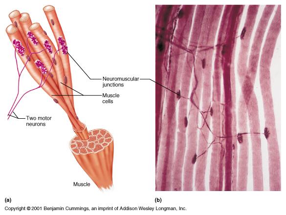 The Trigger: motor neurons Motor neuron triggers muscle