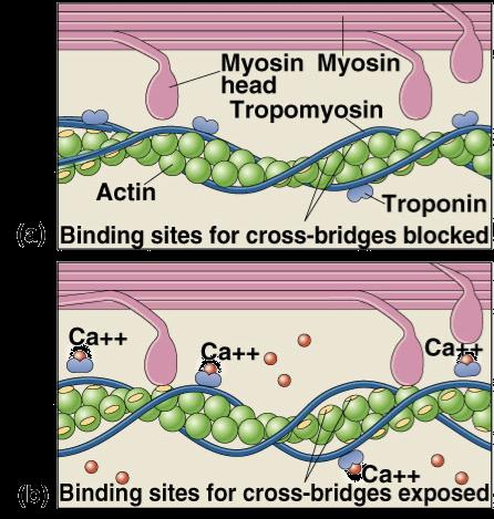 How Ca 2+ controls muscle Sliding filament model exposed actin binds to myosin fibers slide past each other ratchet