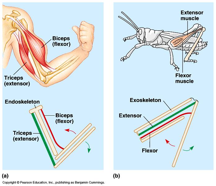Muscles movement Muscles do work by contracting skeletal muscles come in antagonistic pairs flexor vs.