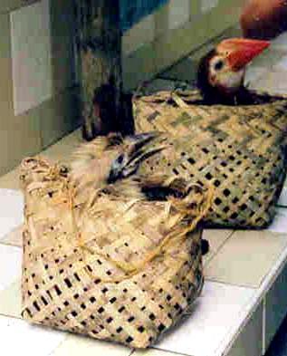 Specific Measures a. Illegal trade of poultry and exotic birds 1.
