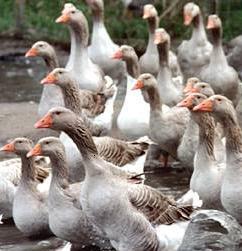 2.Preparedness and Response Plan Avian Influenza Protection Program (defines the biosecurity protocols for the Prevention and Eradication of AI). This was organized in four stages namely: Stage 1.