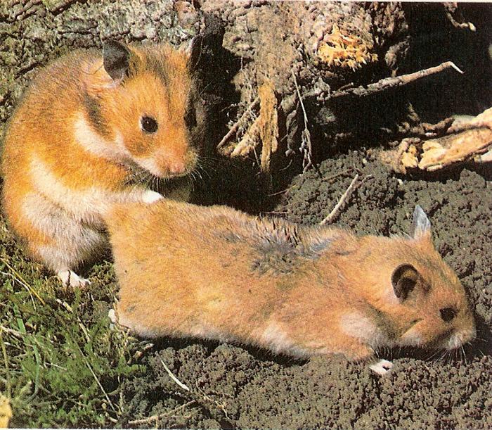 Syrian Hamsters: A Model System for Female Puberty Signs