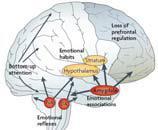 Not stressed Prefrontal cortex in control Thinking and