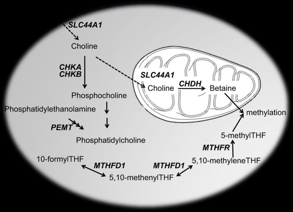Common SNPS alter sensitivity to low choline BHMT Caudill et al. J Nutr.