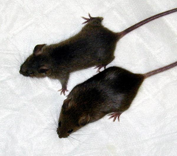 Gene Knockout Technology produced SCD1-/- mice which look leaner but weigh more than SCD1+/+