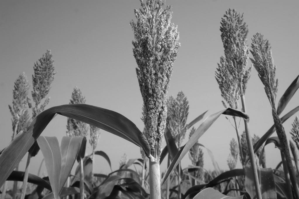 12 4 Sorghum bicolor is a cereal crop important in many dry areas of the world. Fig. 4.1 shows some plants of S.