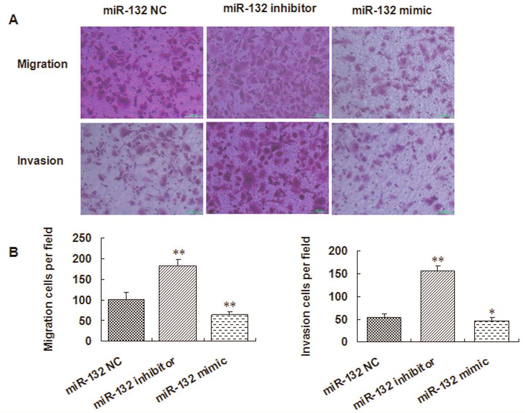 MicroRNA-132 and human non-small cell lung cancer Figure 2. MiR-132 inhibited the migration and invasion of NSCLC cells.
