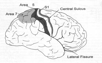 PPC association area - PPC is neither purely sensory nor purely motor ("association cortex") - important for integr
