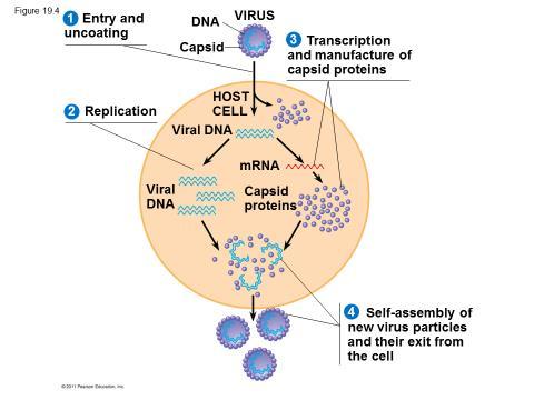 II. Viral Reproduction A. Viruses reproduce only in host cells 1. Intracellular parasites a. Lack metabolic enzymes, ribosomes, and other equipment for making proteins 2.