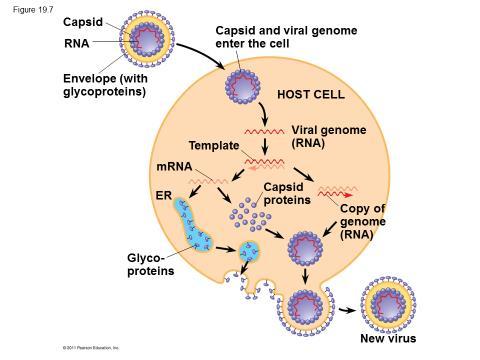 1. Most animal viruses with RNA genomes have an envelope 2. Use the envelope to enter the host cell 3. Glycoproteins on the envelope bind to specific receptors on the host s membrane 4.