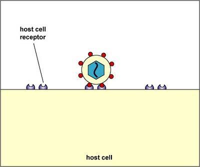 Viral attachment Viruses are specific to certain host cells.