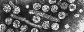 Characteristics of Viruses Only pathogenic (causes disease). Viruses are specific to certain kinds of cells.