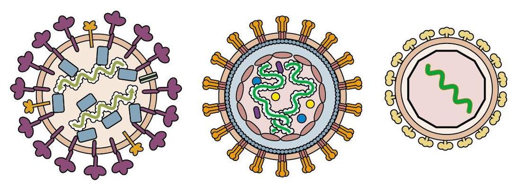 Virus Structure Continued Viruses
