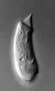 Figure 3 (a) A hair cell from the turtle cochlea.
