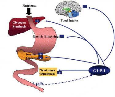 Oral Glucose Promotes More Insulin Release than IV Glucose - Indicating a Role for Incretins GLP Agonists Exenatide Liraglutide Exenatide Lar Semaglutide Aliglutide Taspoglutide Lixsenatide Incretin