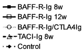 B cell therapy: animal APS model NZW BXSB F1 mice injected at either 8 or 12 weeks with an adenovirus expressing BAFF-R-Ig: inhibits action of BAFF (decreases B cell activity) BAFF-R-IG resulted in: